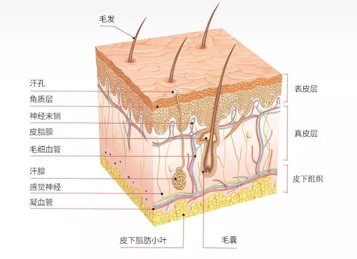 人體的免疫衛(wèi)士