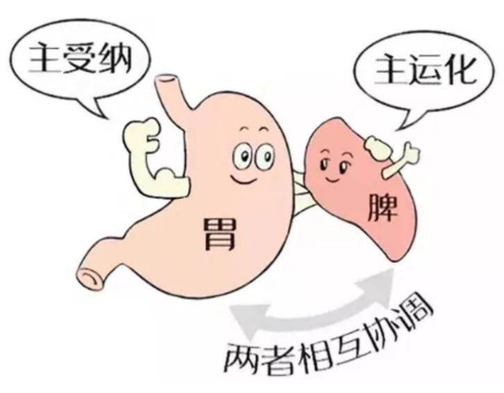 脾臟的重要性你應(yīng)該知道