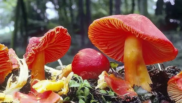 野生菌不能亂吃，小心一直“扯線”