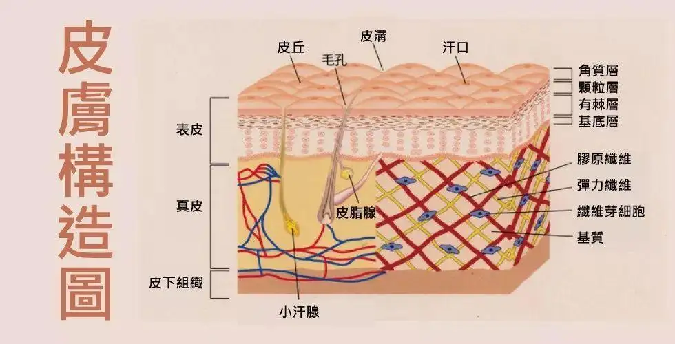 關(guān)于皮膚的五項功能，你應(yīng)該知道